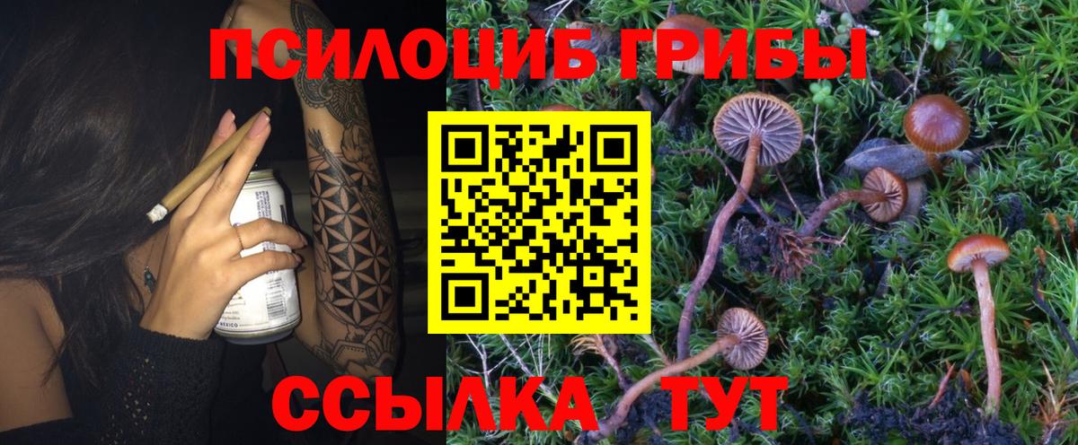Галлюциногенные грибы Psilocybine cubensis Сухой Лог
